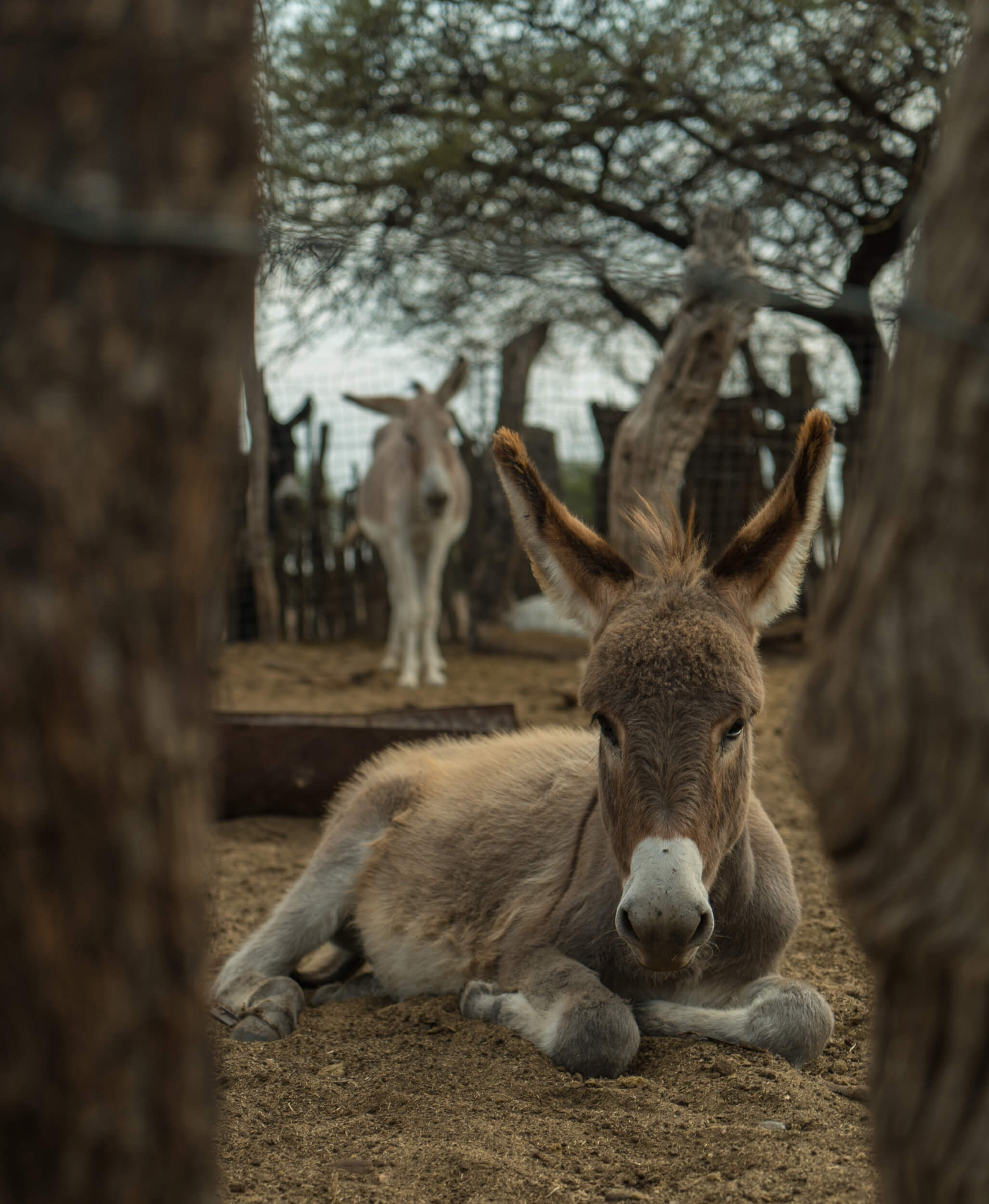 SPANA annual review donkey close up