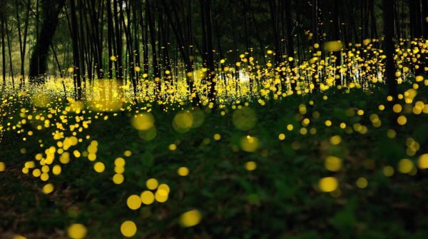fireflys in woodland