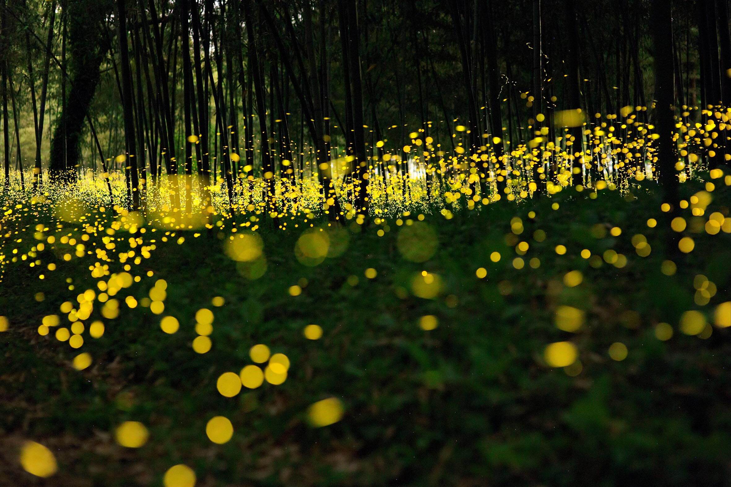 fireflys in woodland