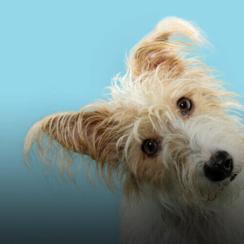 A photo of a blonde terrier with its head cocked to one side on a blue background.